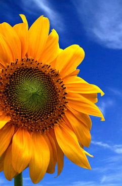 girasole
